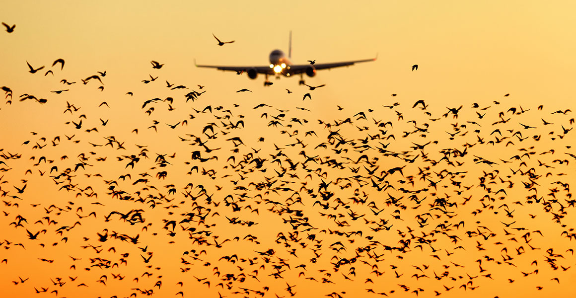 Peligro Aviario Aeropuerto de Santiago